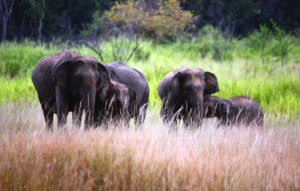 Eléphants dans le Parc national Maduru Oya.